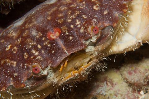 Night Dive Crab Macro