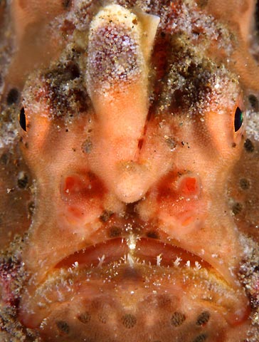 Frogfish Portrait