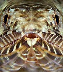 Lizardfish portrait