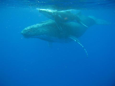 Humpback Whale and Calf