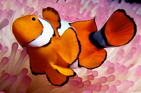 True Clownfish