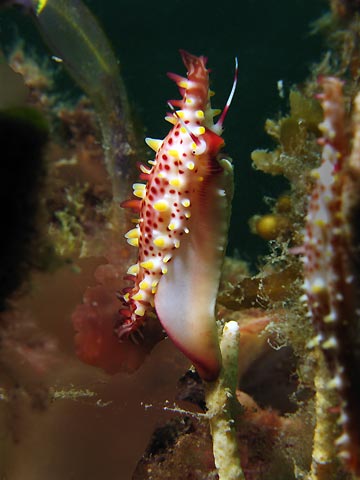 Spindle Cowrie 