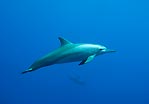 Spinner Dolphin on Scuba 
