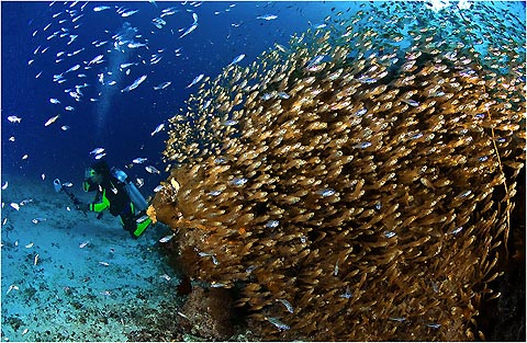 Diver Amongst Fish