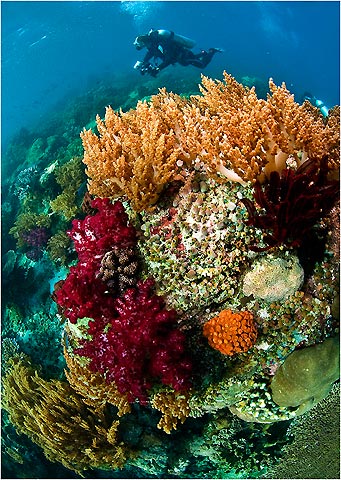 Corals at Raja Ampat