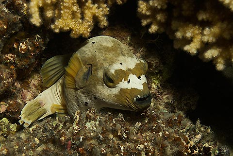 Pufferfish Posing In Fiji
