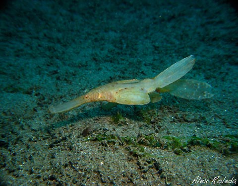 Robust Ghostpipefish