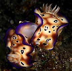 Nudibranchs Mating
