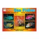 Indo-Pacific Sea Fishes - Northern Australia - Great Barrier Reef