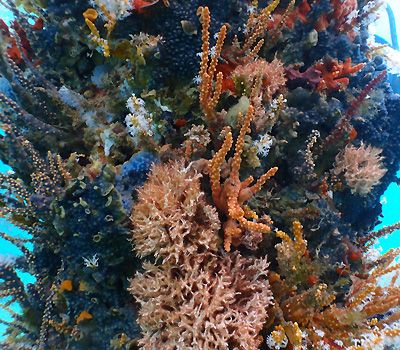 Diving Busselton Jetty and beyond