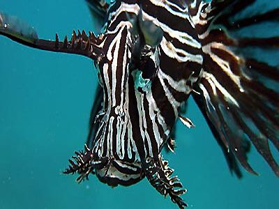 Gangga Island Sulawesi - Diving in Paradise