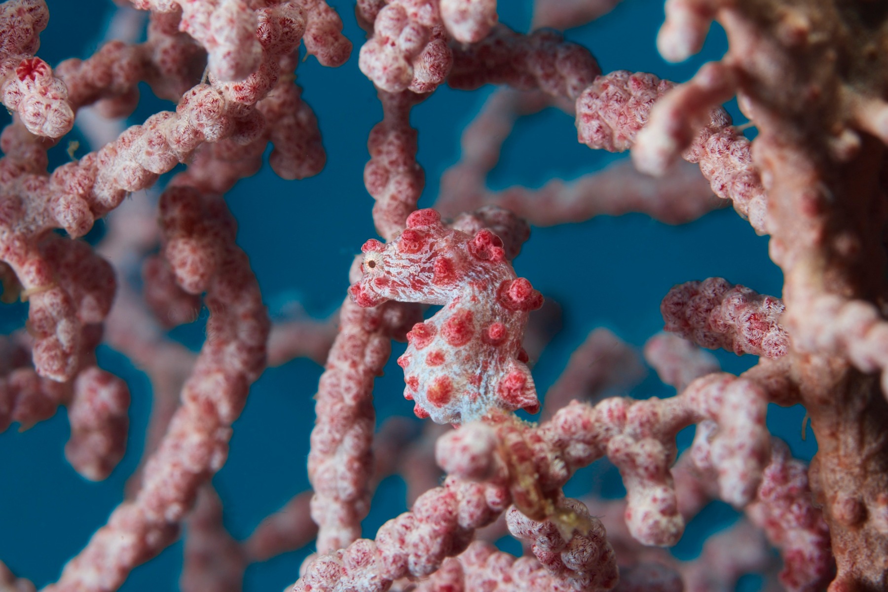 Pygmy Seahorse (Hippocampus bargibanti) with a blue background