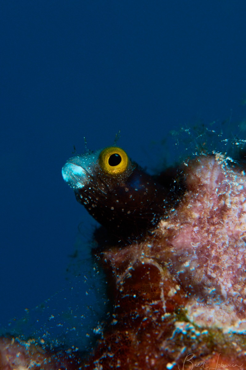 Spinyhead Blenny (Acanthemblemaria spinosa)with blue background