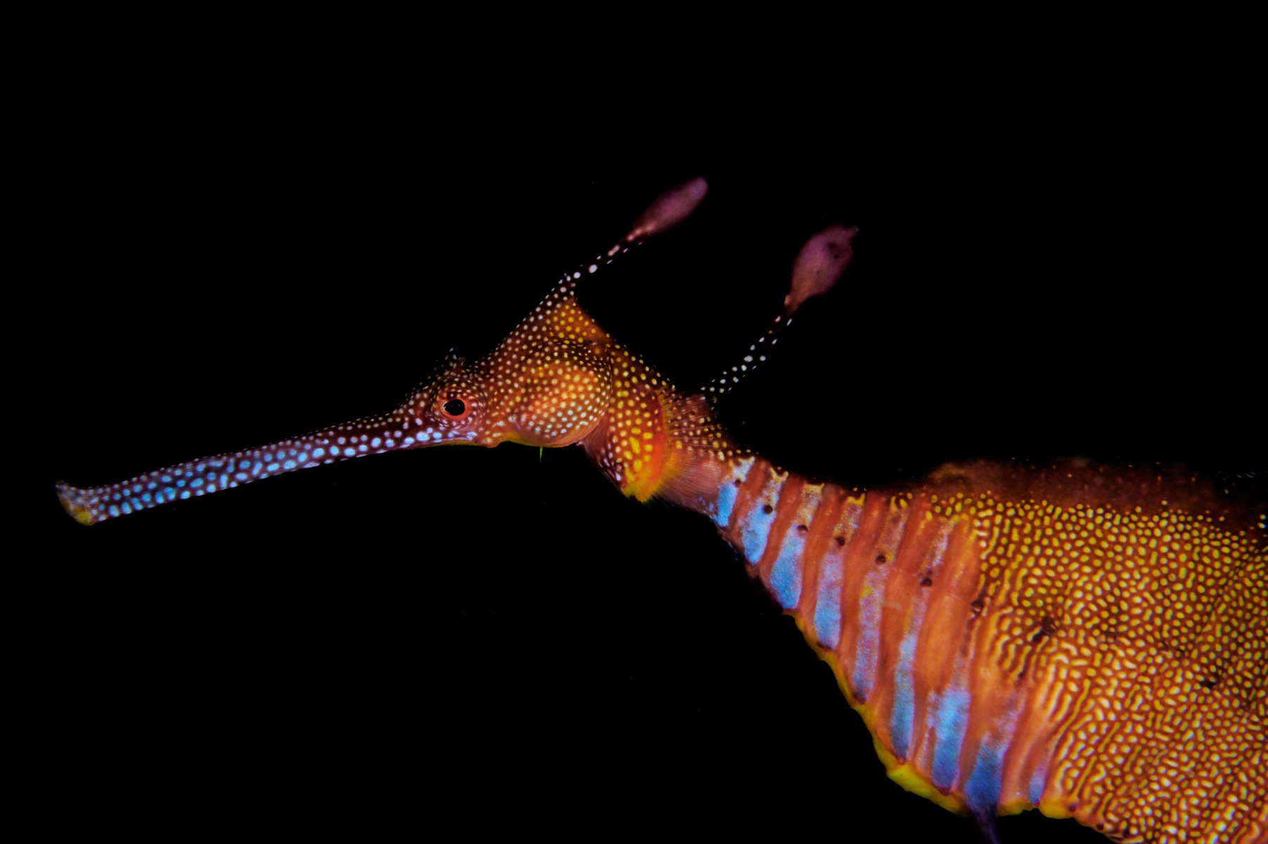 A close-up of a Weedy Seadragon  (Phyllopteryx taeniolatus) with a black background