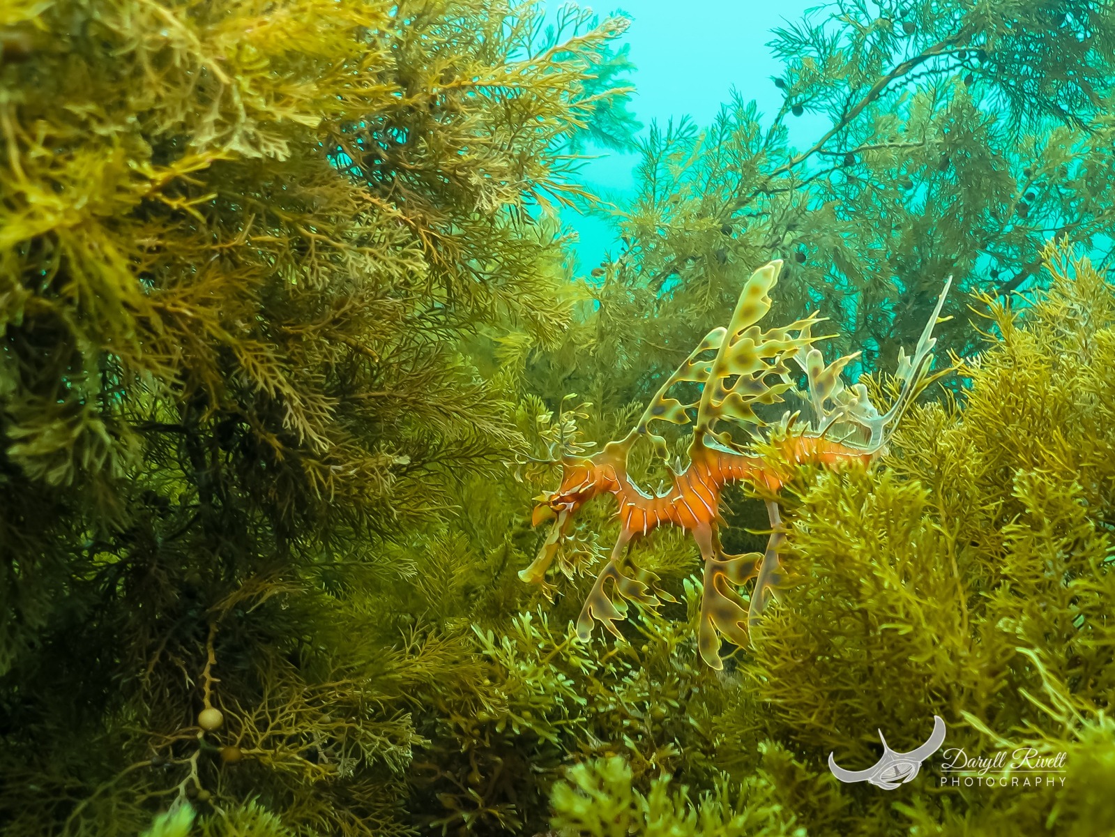 Leafy Seadragons are camouflage experts. Rapid Bay Jetty, Fleurieu Peninsula, South Australia