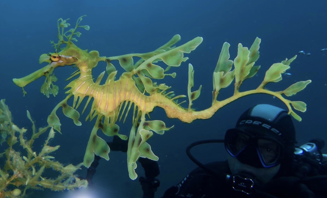 Leafy Seadragon - up close with a diver