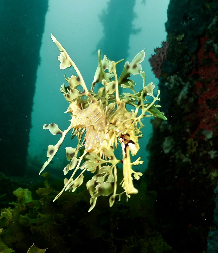 Leafy Seadragon swimming towards the camera. South Australia