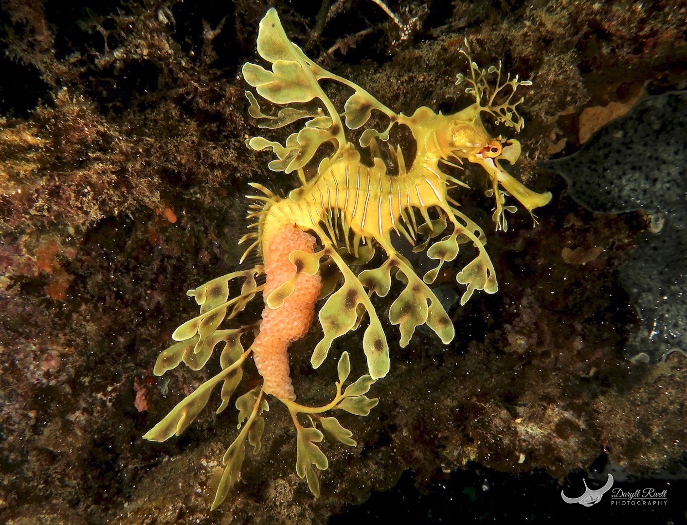 A pregant male Leafy Seadragon, carrying the pink egg mass on its tale until the eggs hatch.