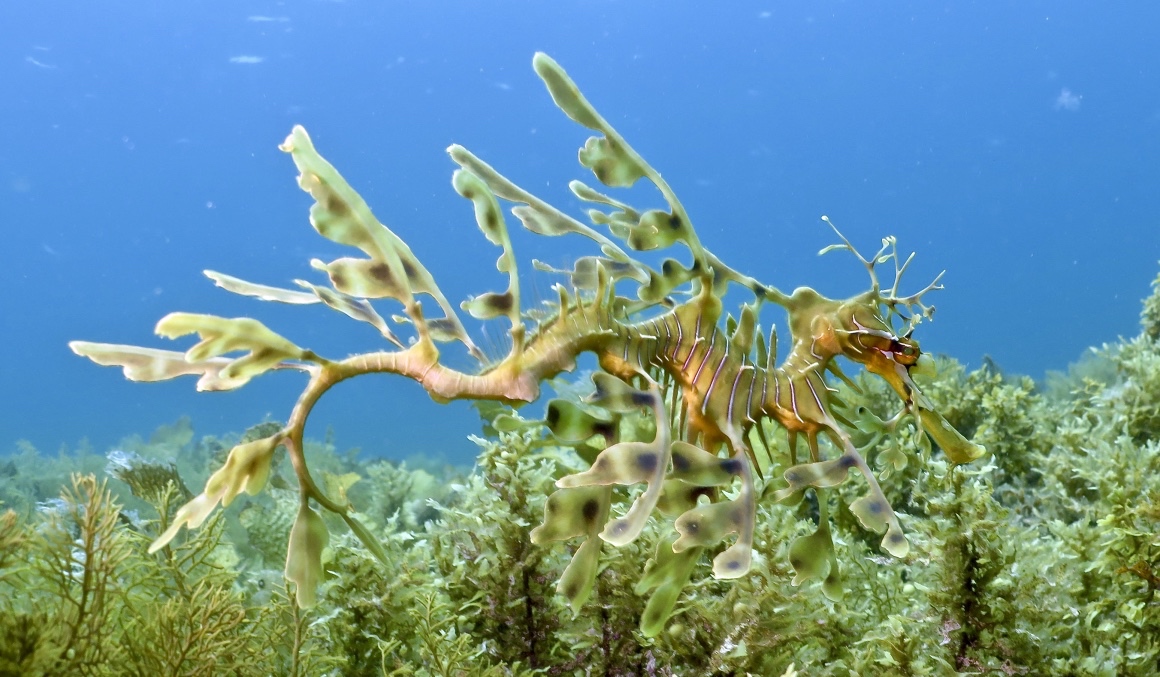 Leafy Seadragon - endemic to Australia