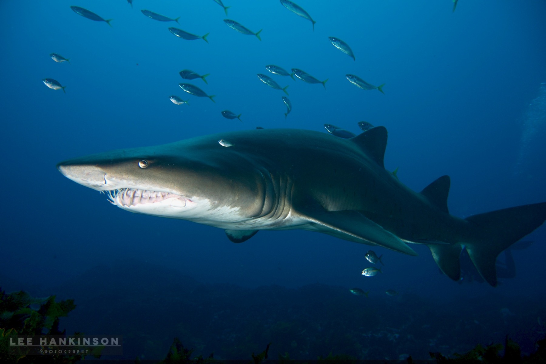 Often accompanied by schools of fish who are provided protection