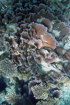 Cabbage and Table coral, snorkeling at Ningaloo Reef Exmouth Diving Centre. Exmouth, Western Australia