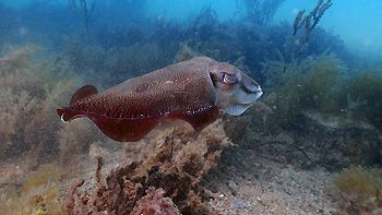 Cuttlefish. Rapid Bay Jetty, South Australia