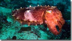 Cuttlefish in red, Banda,Indonesia