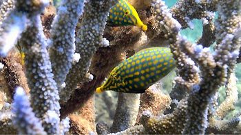 Orange-spotted Filefish at Coral Bay, Western Australia
