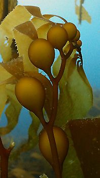 Giant Kelp up close, showing the pneumocysts that keep it afloat. Tasmania, Australia