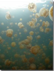 Golden Jellyfish (Mastigias papua), Palau, Micronesia