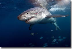 Great White Shark, cage diving at Neptune Island. Port Lincoln, South Australia