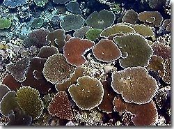 Those table corals look very healthy, Yap, Micronesia.