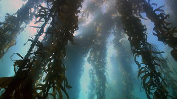 Giant Kelp Forest. Tasmania, Australia