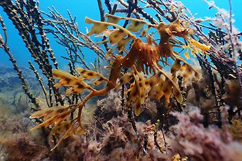 Leafy Seadragon. Rapid Bay Jetty, South Australia