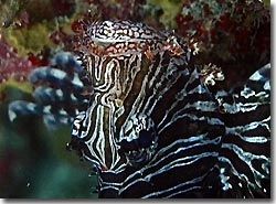 A lionfish hanging up-side down, Yap, Micronesia.