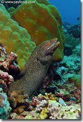 A Moray Eel poking its head out, Banda, Spice Islands.