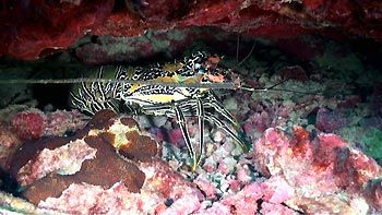 Painted Crayfish. Coral Bay, Western Australia