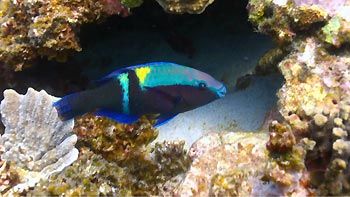 A Parrotfish at Coral Bay, Western Australia