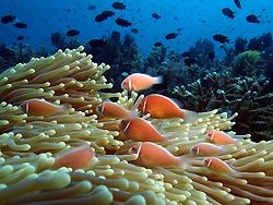 A family Pink Anemonefish, Milne Bay, Papua New Guinea
