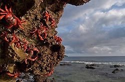 Red Crab Spawning - Christmas Island, Australia