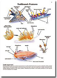 A peek inside the 'Nudibranchs of the World' by Helmut Debelius and Rudi Kuiter width=