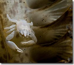 A small crab inhabiting a Sea Pen, Lembeh Strait, Sulawesi, Indonesia