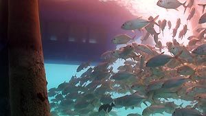 Semi-submersible, Heron Island. Heron Island Resort, Australia