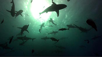 Sharks swimming around actively once they can smell some fishheads in a crate nearby. Osprey Reef, Coral Sea, Australia Reef