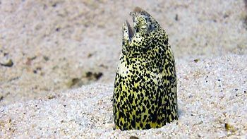 Snake Eel ahving a look out. Coral Bay, Western Australia