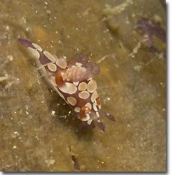 Trapania scura only just recently discovered in Bali, Lembeh Strait, Sulawesi, Indonesia
