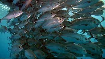 School of Big-Eye Trevally underneath the Spoilsport. Mike Ball Dive Expeditions. Great Barrier Reef, Australia