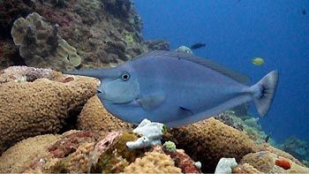 Unicorn Surgeonfish. Great Barrier Reef, Australia