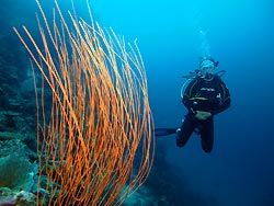 Whip Coral. New Ireland, Papua New Guinea.