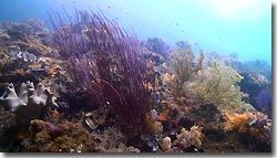 Beautiful pristine reefs at the Misool Eco Resort. Raja Ampat, West Papua, Indonesia.